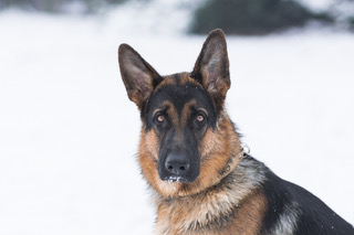 Cool” test: How to tell if your dog is too cold - Ontario SPCA and