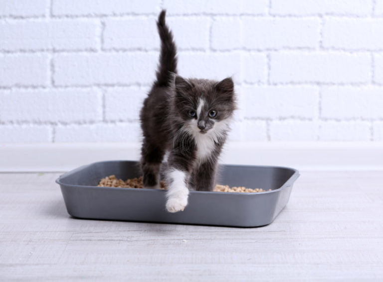 Five Tips to Combat Smelly Kitty Litter Ontario SPCA and Humane Society