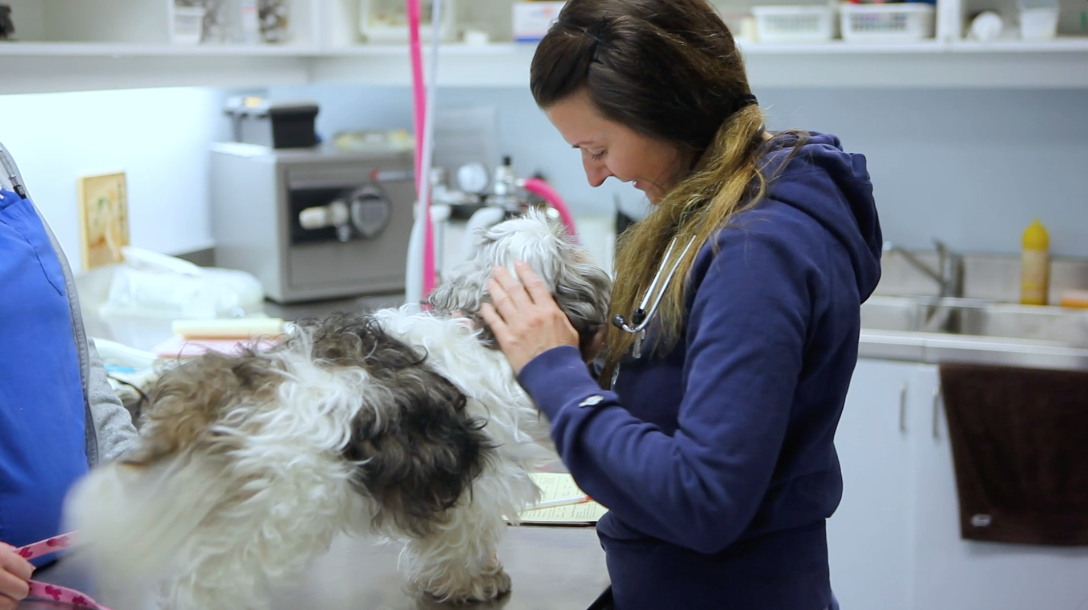 Do your part to end pet overpopulation Spay/Neuter your pets! Ontario SPCA and Humane Society