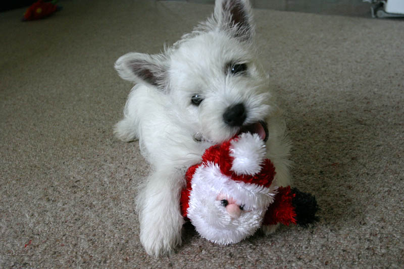 holiday treats, dog treats, holidays