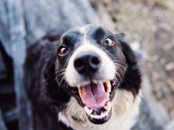 shelter dog, dog, adopt a dog