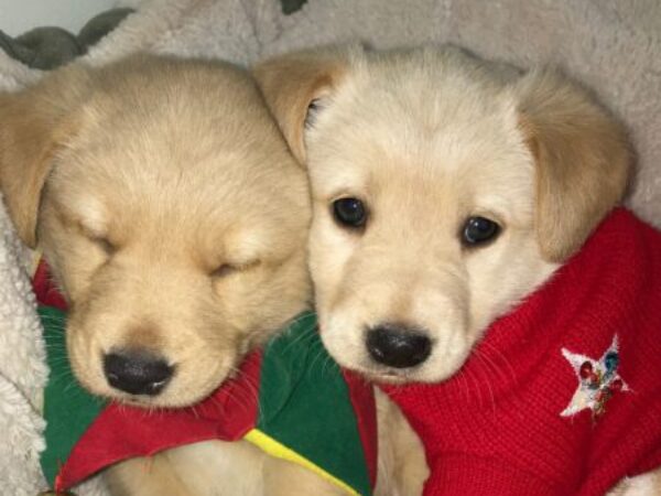 Holiday puppies