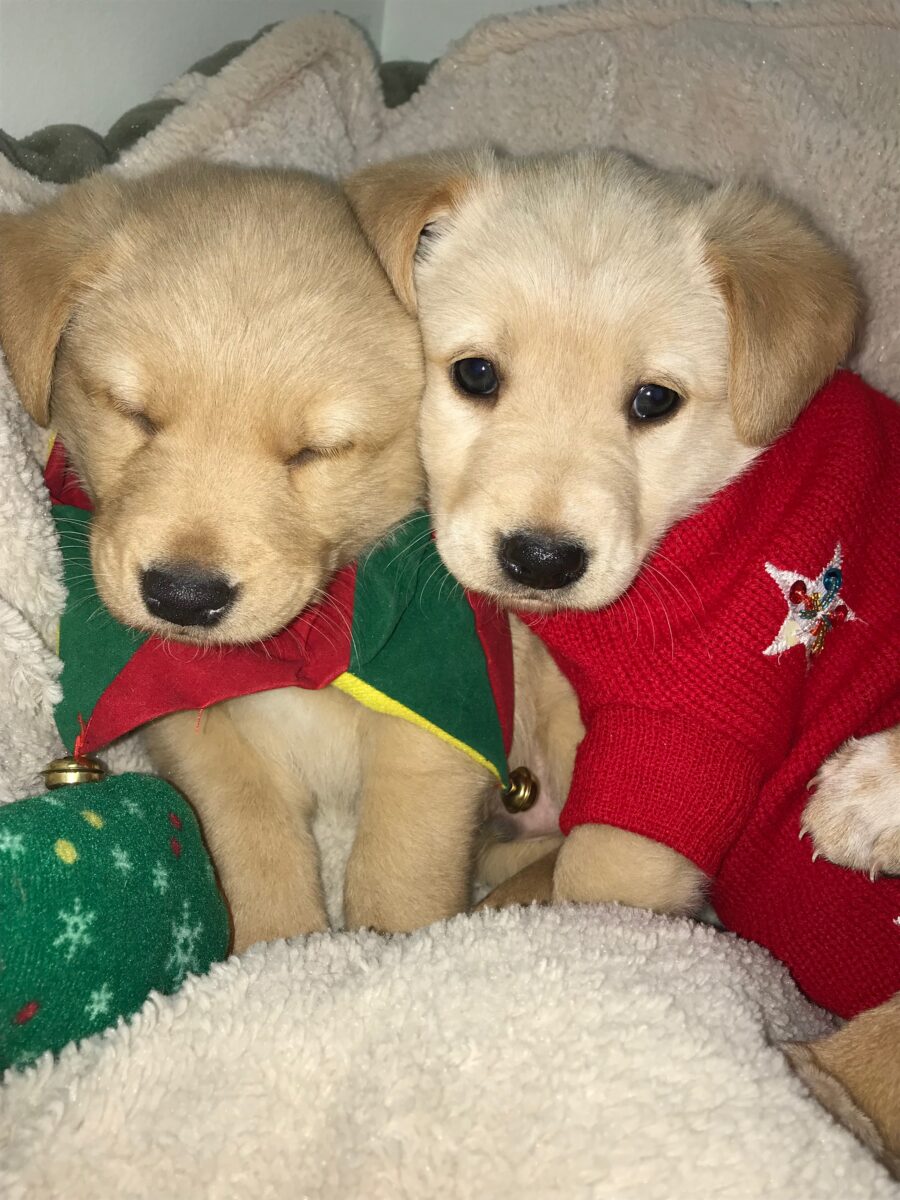 New Yr’s Eve Puppy Protection Pointers