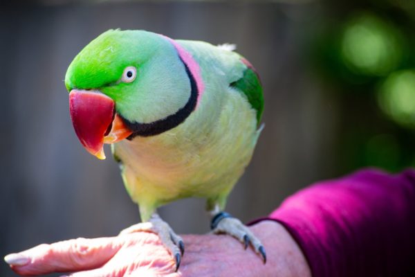 adopting a bird, bird, parrot