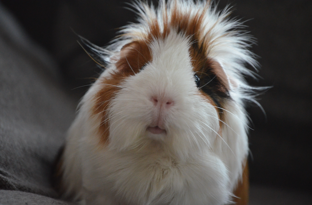 Guinea-pig-small.png