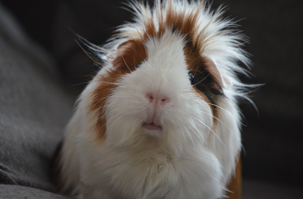 guinea pig adoption