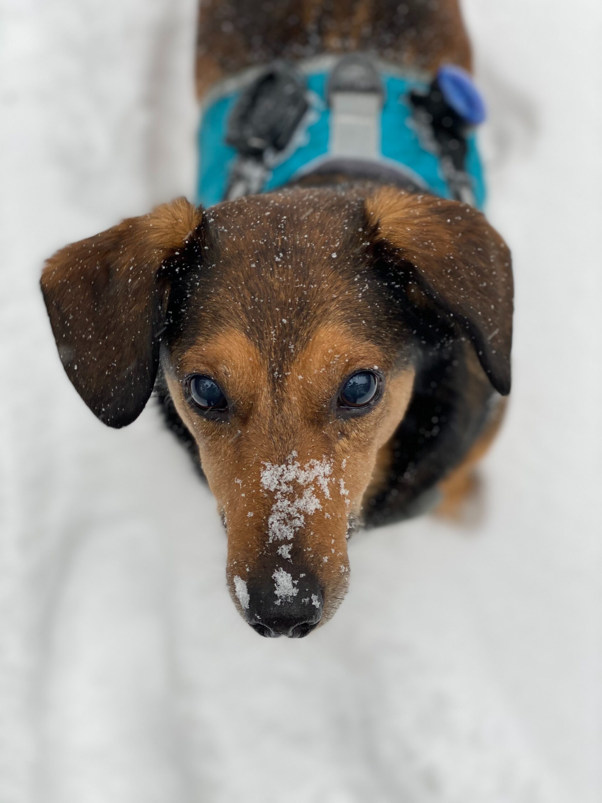 How to handle pet's dry skin in the winter - Ontario SPCA and Humane Society