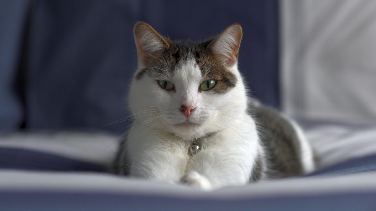 Does my cat really love me? Ontario SPCA and Humane Society