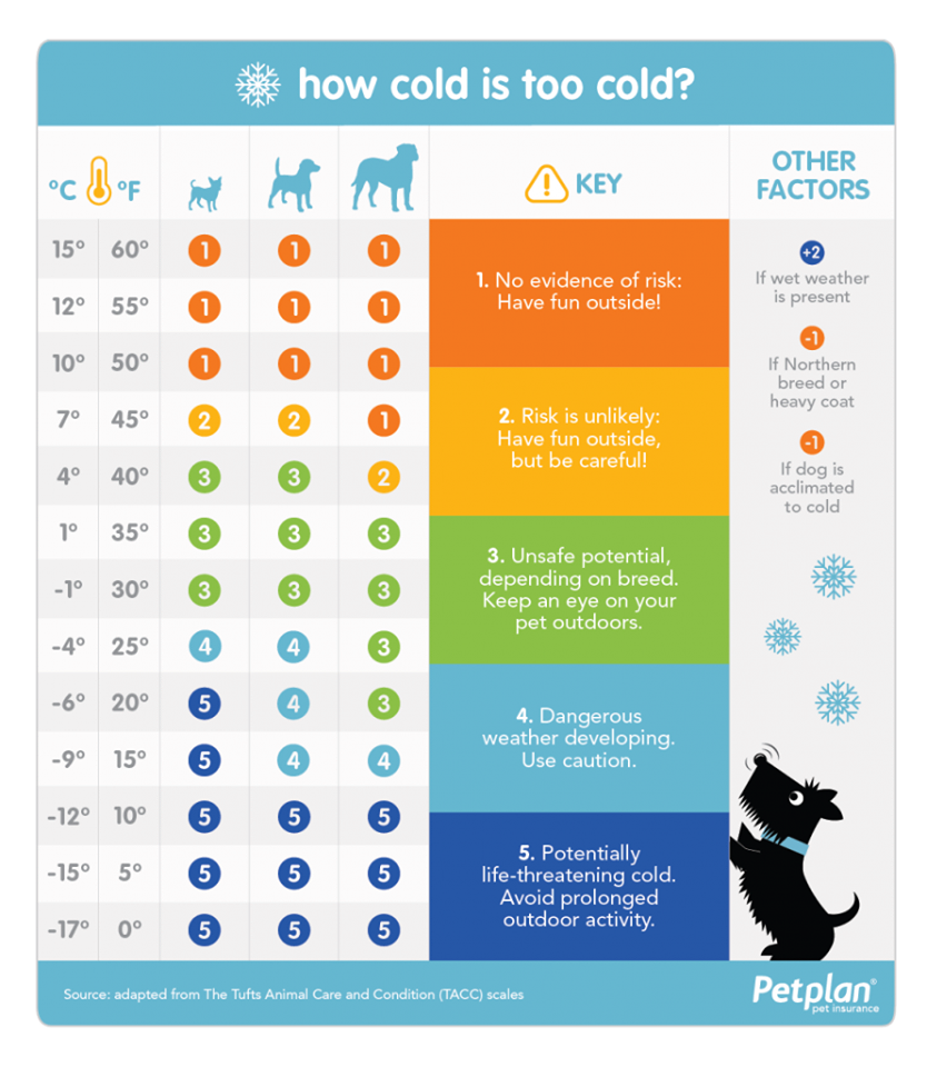 how-cold-is-too-cold-for-a-dog-clever-dog-adventures