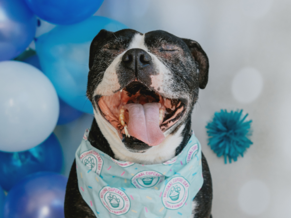 dog in cupcake day bandana