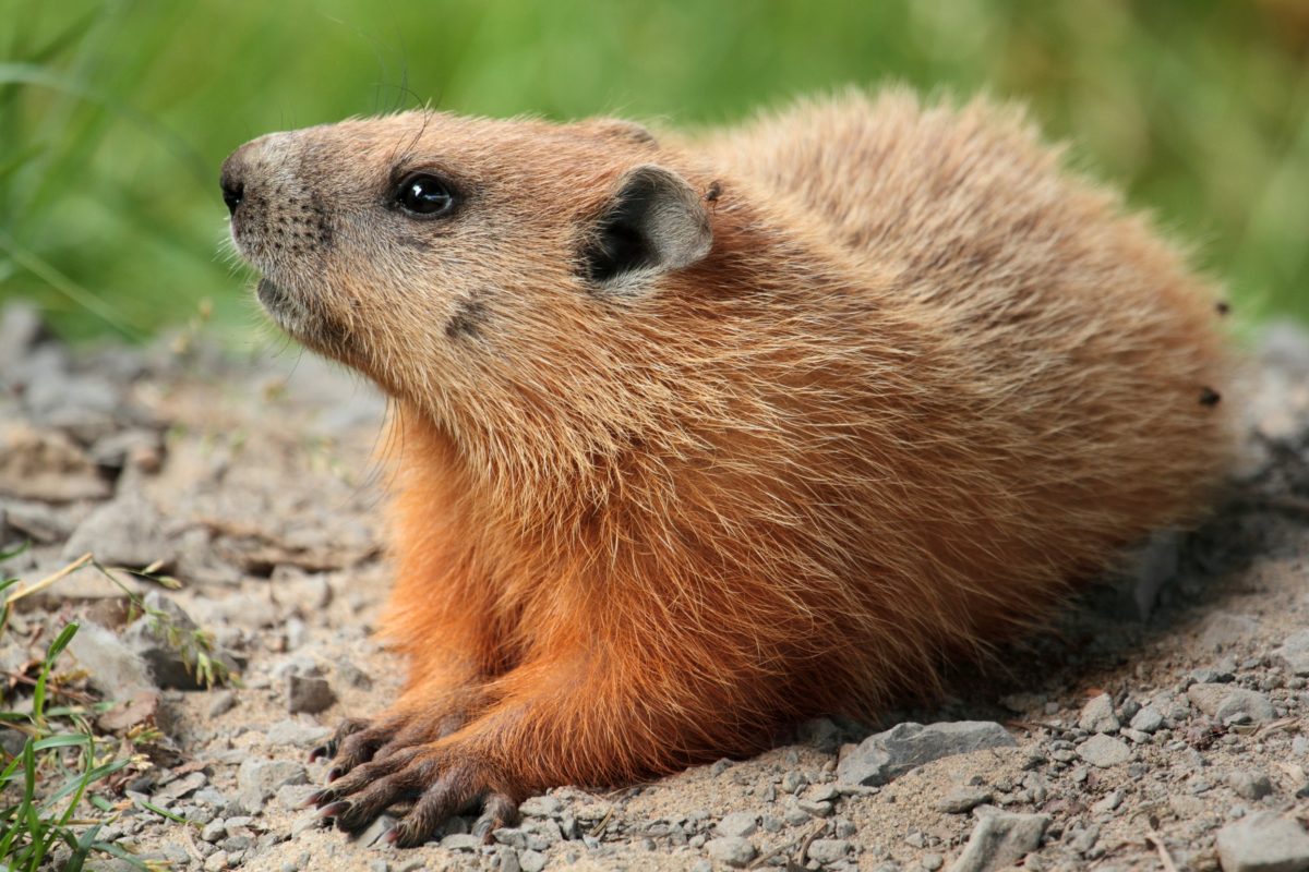 What Did The Groundhog Predict For 2021 Ontario