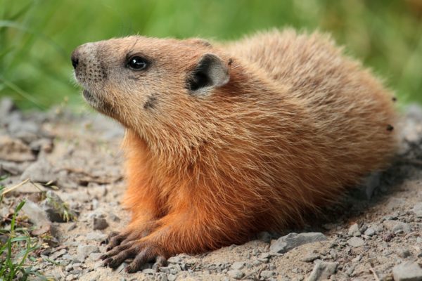groundhog, groundhogs