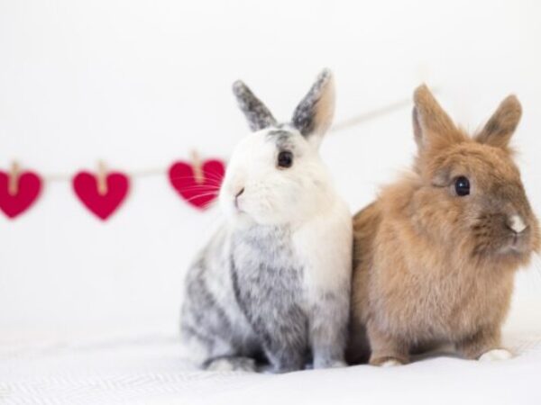 Valentine's bunnies