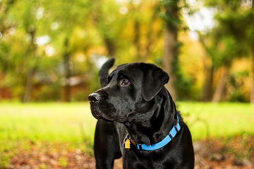 dog, lost pet recovery