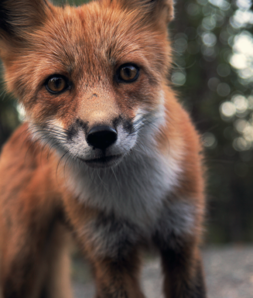 fox, foxes, wildlife