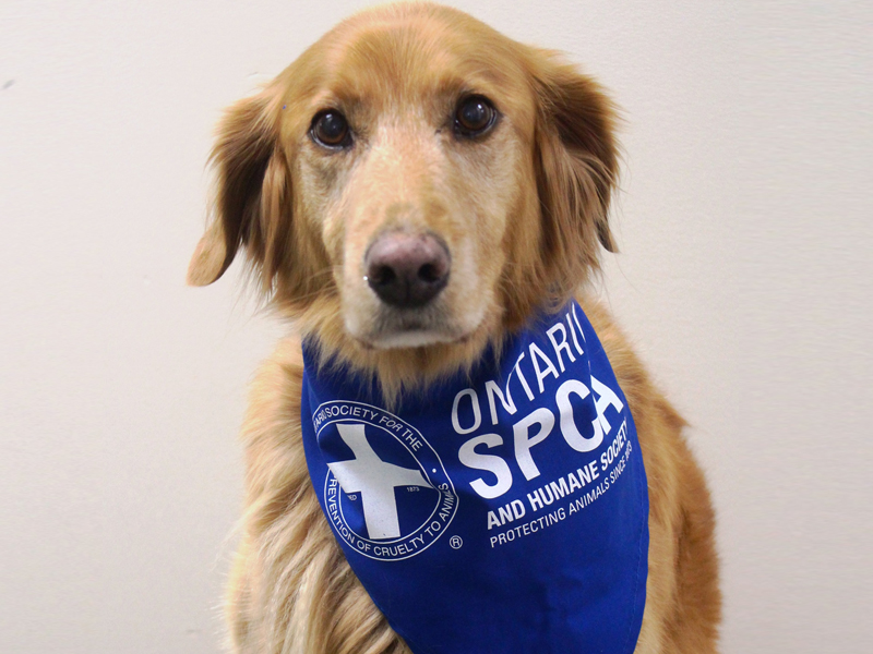 How Your Donations Help Animals Ontario SPCA and Humane Society