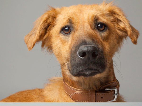 Shepherd mix looking at camera