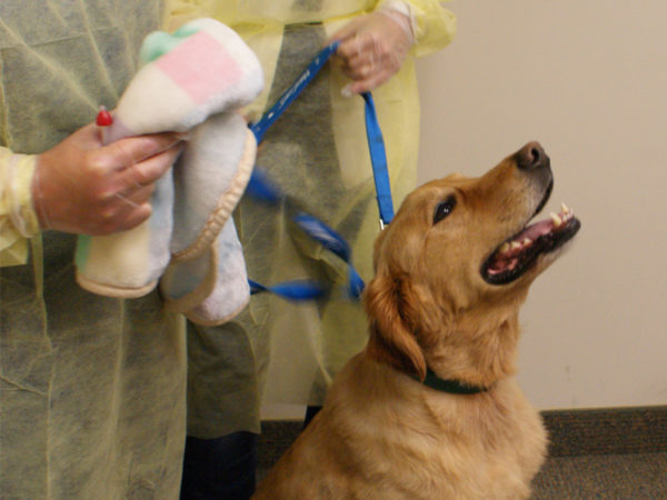 shelter staff wearing PPE with Golden Retriever