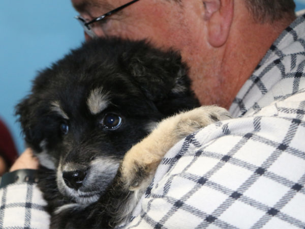 Adopt - Ontario SPCA and Humane Society