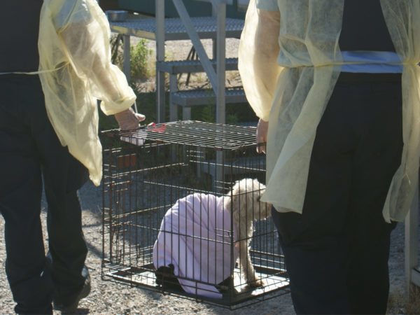 two people in PPE carrying a dog in a cage