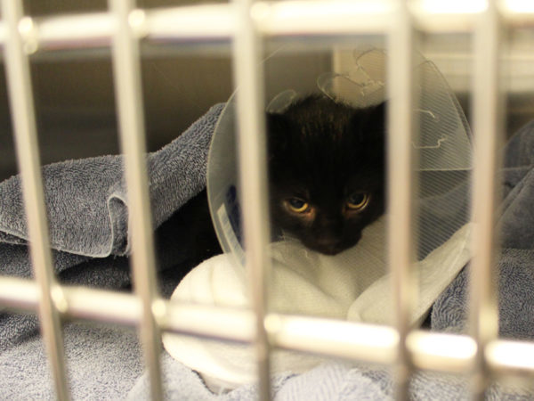 black kitten in shelter cage wearing spay neuter cone