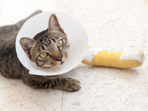 cat with cone and bandaged leg