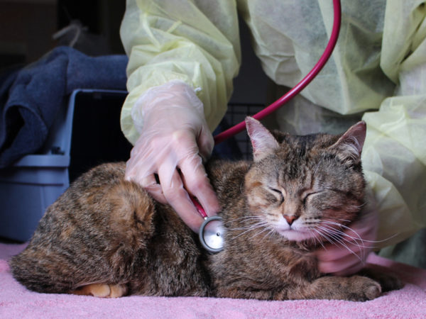 cat examined by vet