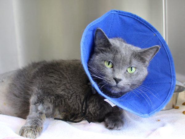 grey cat wearing cone in cage spay neuter