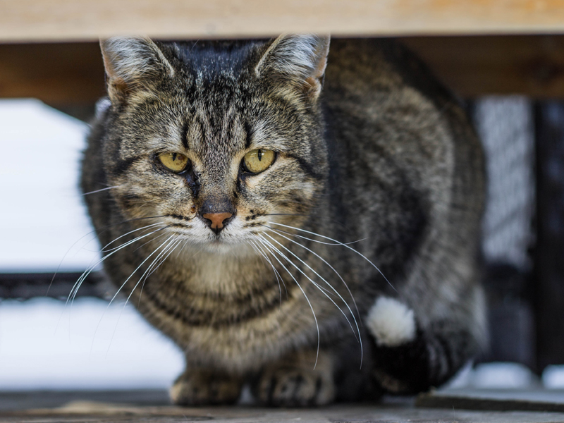 Working Cat Program Ontario SPCA and Humane Society