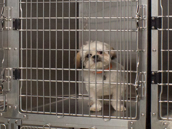 small dog in shelter cage