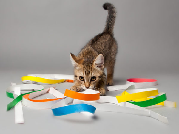 cat with streamers