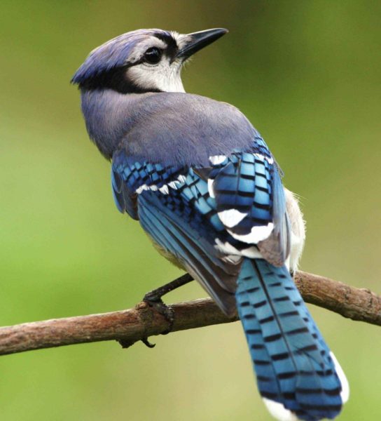 blue jay, wildlife, birds