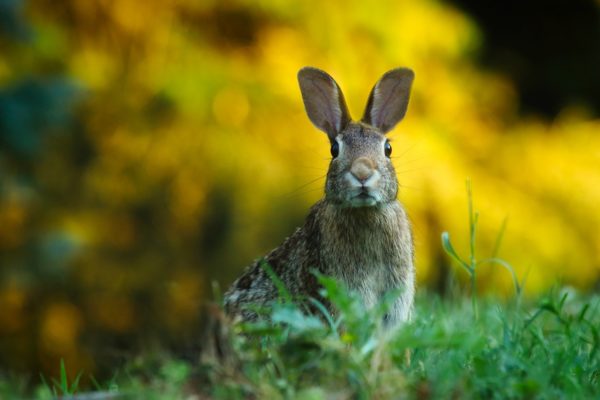 rabbit, rabbits, wildlife