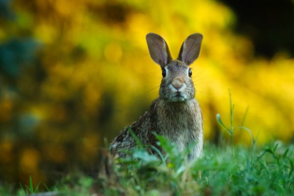 Living With Wildlife Rabbits Ontario Spca And Humane Society