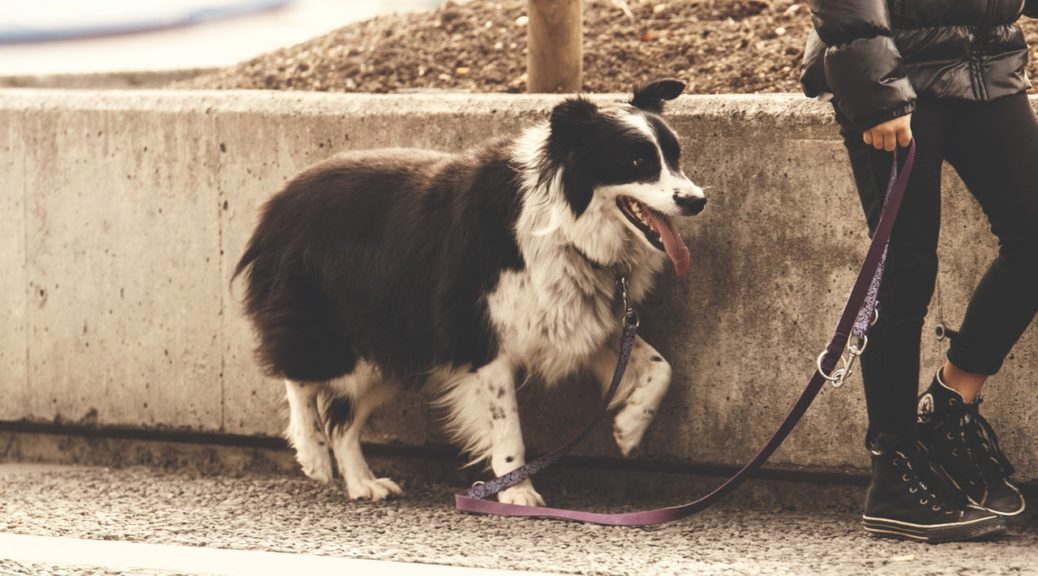 Teaching a dog to store walk on leash