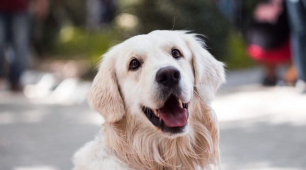 Muzzle Training Your Dog Ontario SPCA and Humane Society