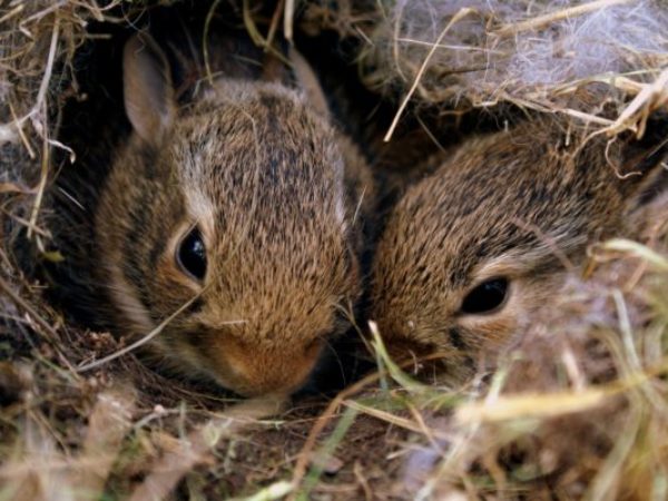 baby rabbit, orphaned rabbit, bunny