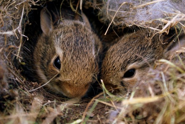 Young rabbit store