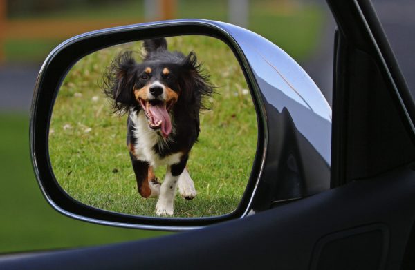 Keep Your Pet Safe And Comfortable On The Road With This Travel