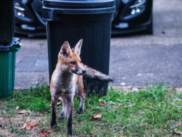 fox, foxes, wildlife proof your property