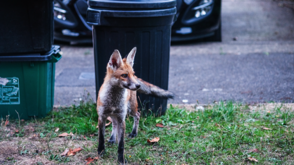 fox, foxes, wildlife proof your property