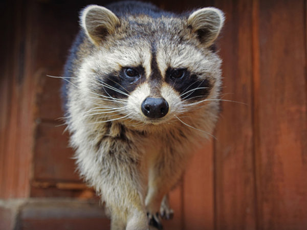 Living with Wildlife: Raccoons