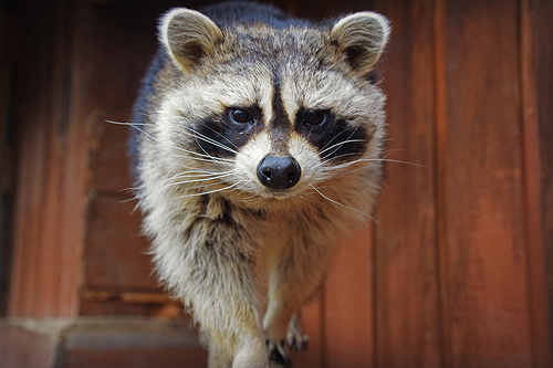 are raccoons apart of the dog or cat family