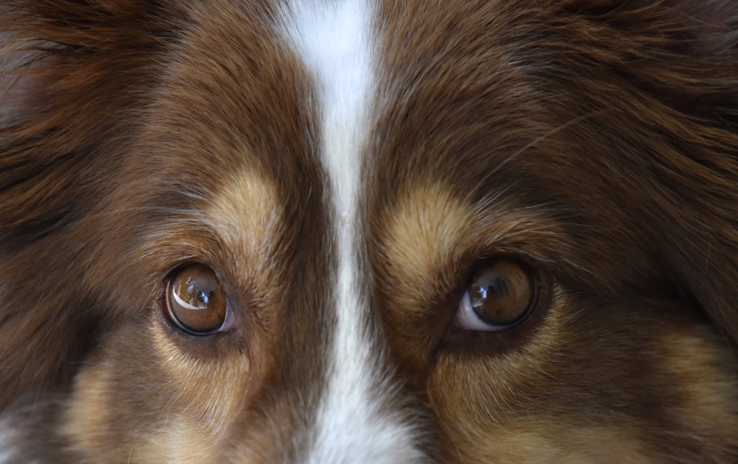 why do dogs look into your eyes