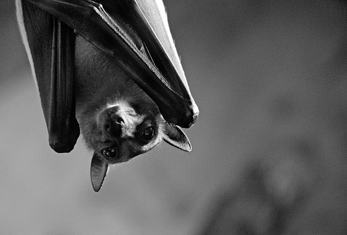 Living with Wildlife – Bats - Ontario SPCA and Humane Society