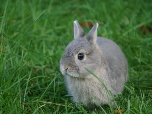 earth day, bunny, baby bunny