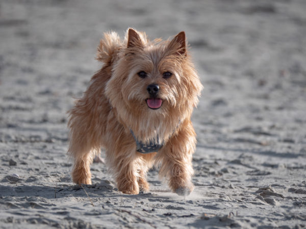 lost dog, dog on beach