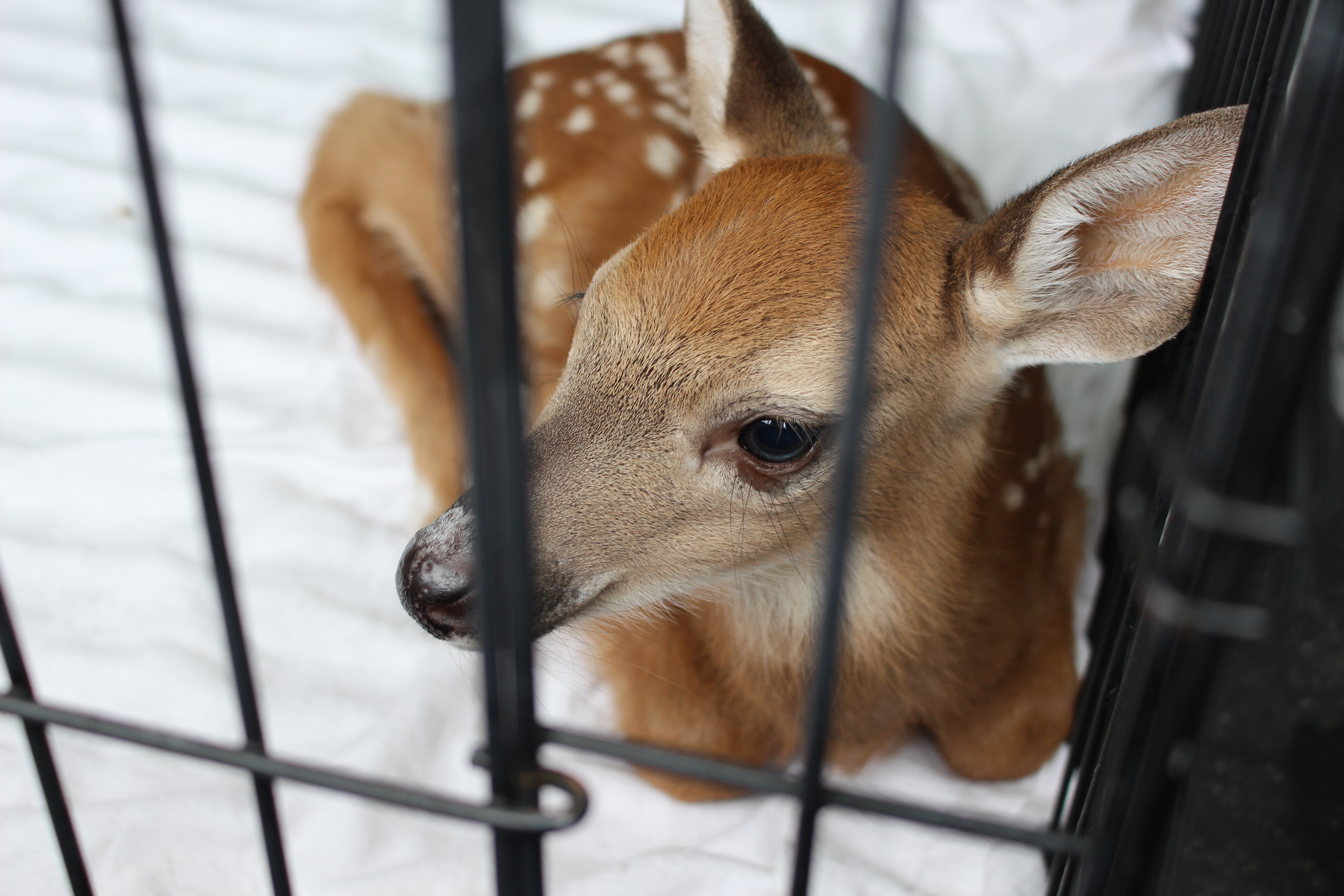 Young deer fawn being bathed during rehabilitation and medical