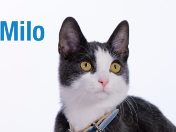 animal rescue story, cat, milo