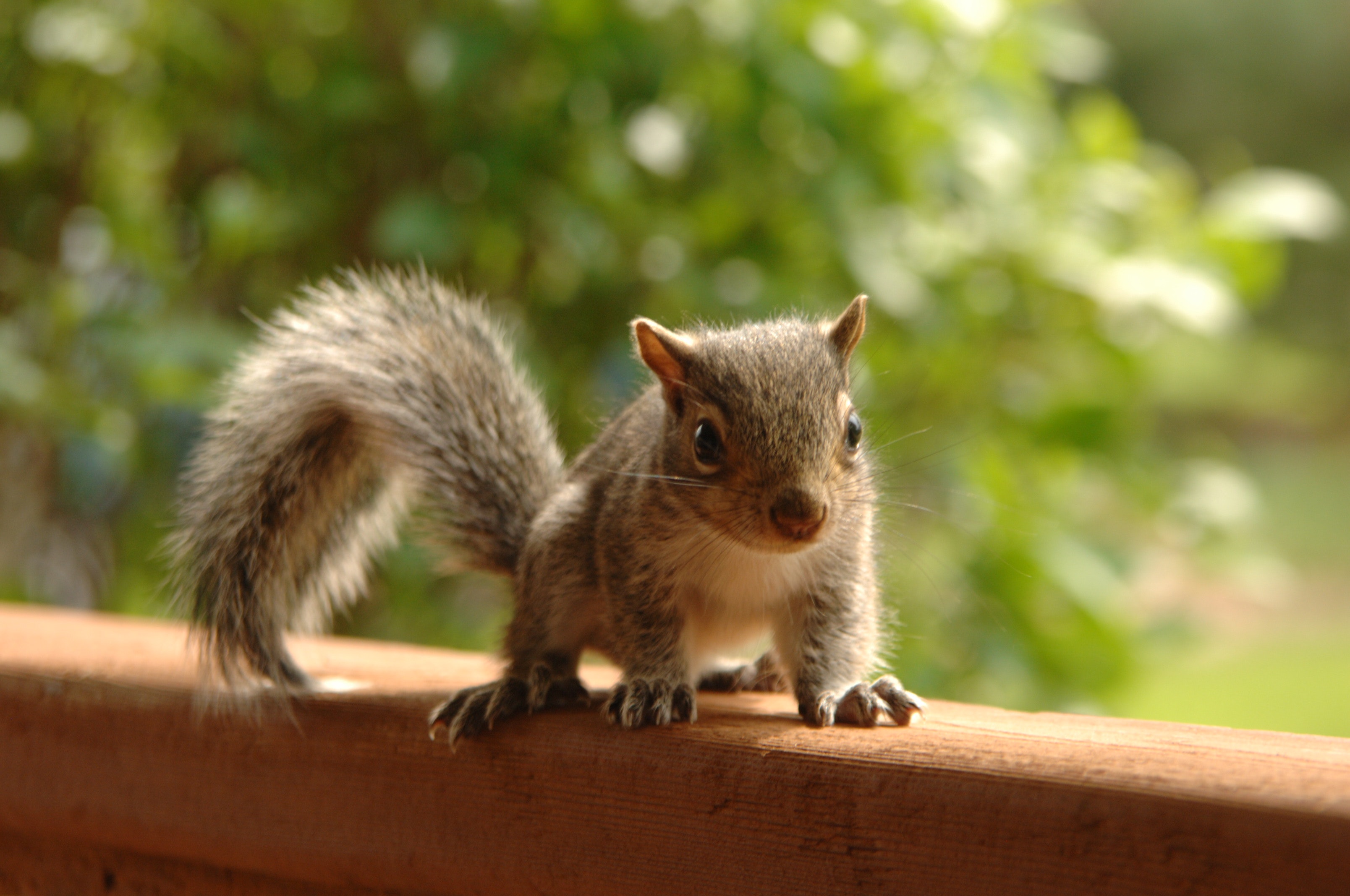 baby red fox squirrel